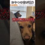 犬のおもしろ動画にツッコミどころ満載なアフレコしてみた＃226【クッキー】【ハプニング映像】#shorts　#アフレコ #面白動画