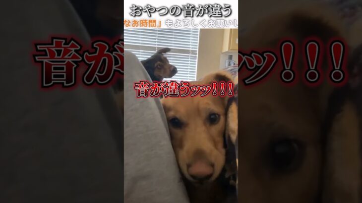 犬のおもしろ動画にツッコミどころ満載なアフレコしてみた＃226【クッキー】【ハプニング映像】#shorts　#アフレコ #面白動画