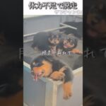 犬のおもしろ動画にツッコミどころ満載なアフレコしてみた＃230【脱走】【ハプニング映像】#shorts　#アフレコ #面白動画