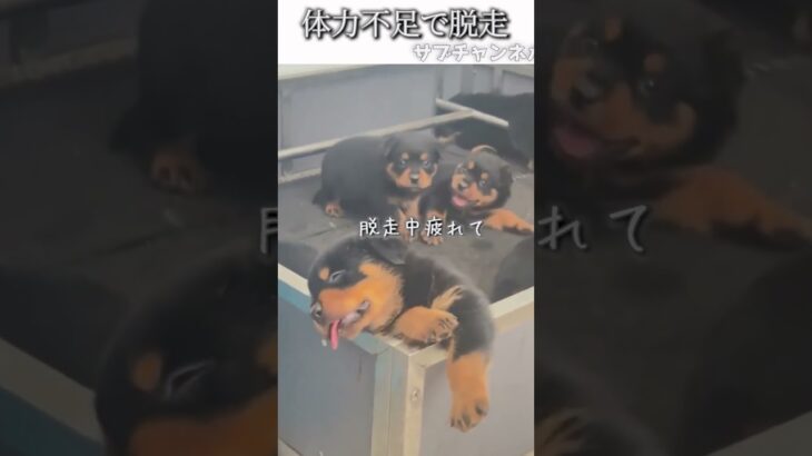 犬のおもしろ動画にツッコミどころ満載なアフレコしてみた＃230【脱走】【ハプニング映像】#shorts　#アフレコ #面白動画