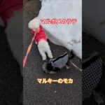 ［ハプニング］お散歩デビューしたらモカが🤣　#ハプニング　#お散歩デビュー　#可愛い子犬 　#5ヶ月　#犬のいる生活 　#ミックス犬　#マルポメ　#マルポメのラテ　#マルキー　#マルキーのモカ　#愛犬