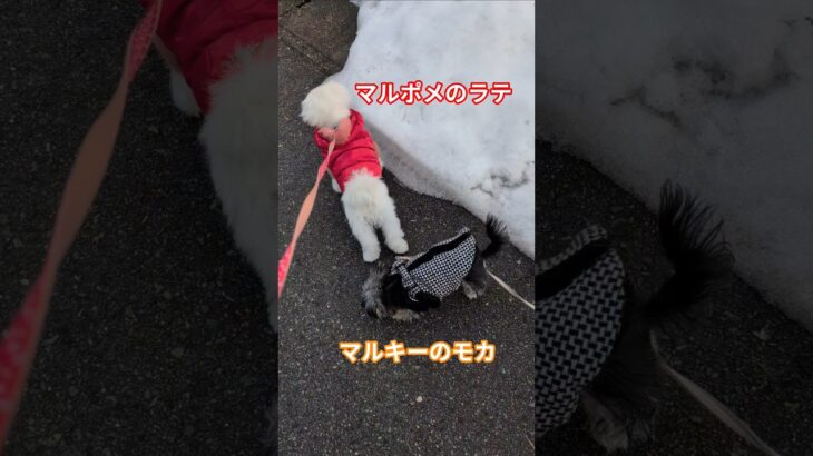 ［ハプニング］お散歩デビューしたらモカが🤣　#ハプニング　#お散歩デビュー　#可愛い子犬 　#5ヶ月　#犬のいる生活 　#ミックス犬　#マルポメ　#マルポメのラテ　#マルキー　#マルキーのモカ　#愛犬