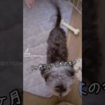 ［5ヶ月子犬］ミックス犬マルキーのモカ　#遊ぶ犬　#子犬　#かわいい子犬　#ミックス犬　#マルキー　#マルーキー　#マルキーのモカ　#多頭飼い犬　#いぬのきもち　#元気　#子犬　#仔犬　#愛犬