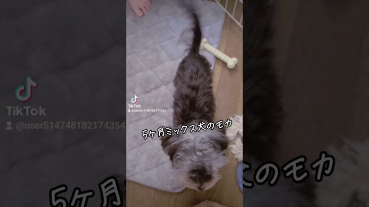 ［5ヶ月子犬］ミックス犬マルキーのモカ　#遊ぶ犬　#子犬　#かわいい子犬　#ミックス犬　#マルキー　#マルーキー　#マルキーのモカ　#多頭飼い犬　#いぬのきもち　#元気　#子犬　#仔犬　#愛犬