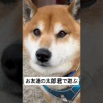 お友達の太郎君APT. #可愛い #柴犬 #犬 #癒し #apt #しばいぬ #癒し #dog #ほっこり #犬動画 #動物 #いぬすたぐらむ #犬好き