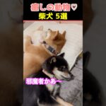 【癒しの柴犬】SNSでバズった動物かわいい犬動画５選！【Healing Shiba Inu】5 Cute Dog Videos That Went Viral on Social Media!