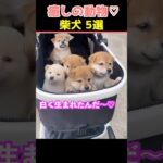 【癒しの柴犬】SNSでバズった動物かわいい犬動画５選！【Healing Shiba Inu】5 Cute Dog Videos That Went Viral on Social Media!