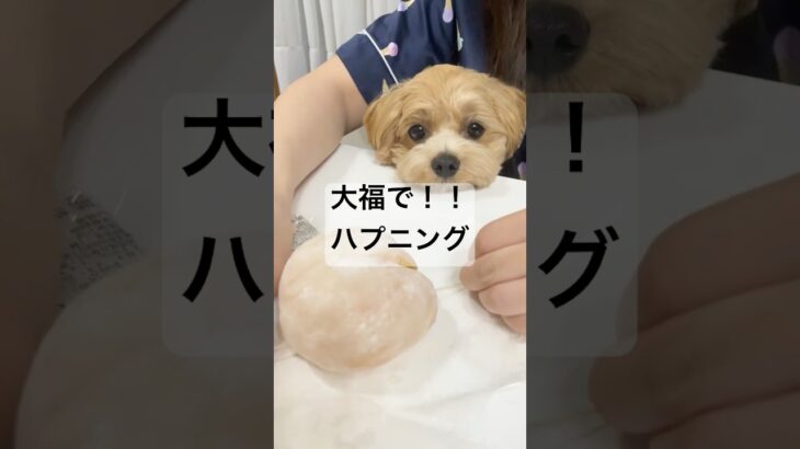 大福ハプニング☆もち太どうする？ #可愛い #まるぷー＃Shorts#犬のいる生活 #癒し #マルパピ＃食いしん坊