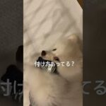 散歩練習#子犬#ポメラニアン#ペット#ダイエット#癒#かわいい#子猫#痩#cat#dog#Pomeranian#cute#Healing#面白い#爆笑#健康#しつけ#感動#激怒#ブチ切れ#爆食#大食い