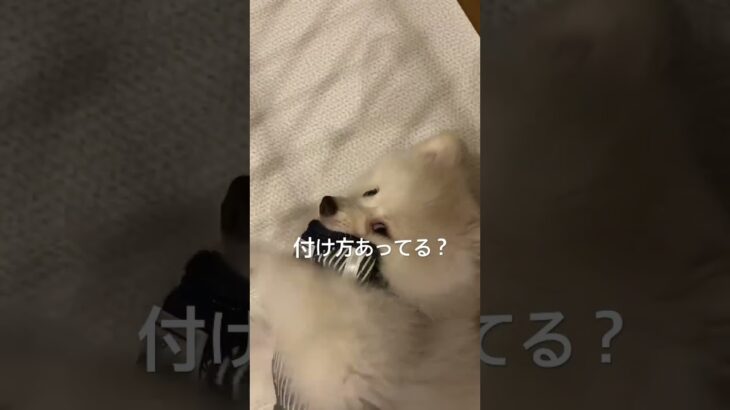 散歩練習#子犬#ポメラニアン#ペット#ダイエット#癒#かわいい#子猫#痩#cat#dog#Pomeranian#cute#Healing#面白い#爆笑#健康#しつけ#感動#激怒#ブチ切れ#爆食#大食い