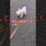 [マルチーズ]ポポのきもち　#マルチーズ　#マルチーズのポポ　#かわいい犬　#極小マルチーズ　#dog 　#多頭飼いの日常 　#犬のいる生活 　#いぬのきもち 　#抱っこ　#お散歩　#愛犬　#いぬ