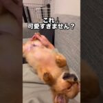 長旅終わりで相当お疲れの様子🤭 #ポメチワ #子犬 #かわいい #dog #癒し