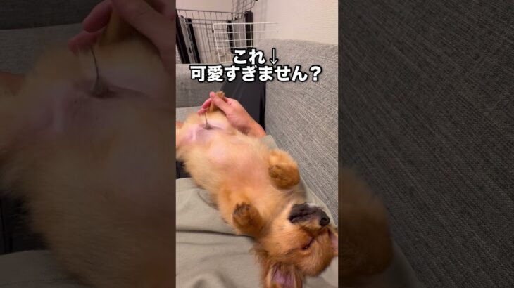 長旅終わりで相当お疲れの様子🤭 #ポメチワ #子犬 #かわいい #dog #癒し