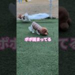 ［ハプニング］お庭でハプニング　#多頭飼い犬 　#ミックス犬　#マルポメ　#マルポメのラテ　#マルチーズ　#マルチーズのポポ　#dog 　#ハプニング　#いぬのきもち 　#かわいい犬　#面白い犬　#犬