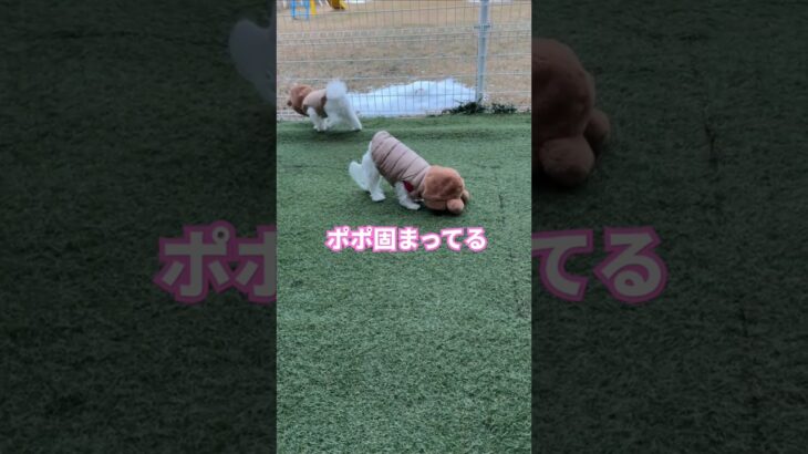 ［ハプニング］お庭でハプニング　#多頭飼い犬 　#ミックス犬　#マルポメ　#マルポメのラテ　#マルチーズ　#マルチーズのポポ　#dog 　#ハプニング　#いぬのきもち 　#かわいい犬　#面白い犬　#犬