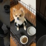 ご飯タイム#dog #pomeranian #pets #癒し #かわいい#子犬#こいぬ#ポメラニアン #cover #music #mv #柴犬 #anime