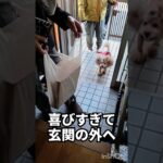 元旦早々ハプニング #トイプードル #犬 #dog #shorts