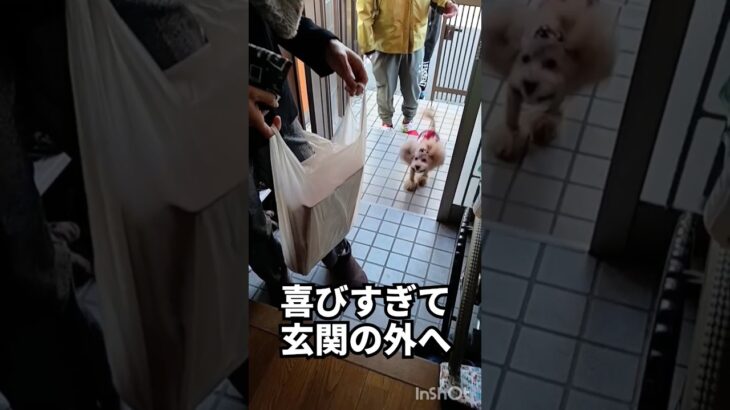 元旦早々ハプニング #トイプードル #犬 #dog #shorts