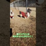 フェンスを隔ててかけっこするあるある#コーギー #コーギー犬 #癒し #かわいい #dog #shorts