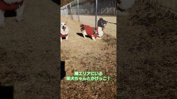 フェンスを隔ててかけっこするあるある#コーギー #コーギー犬 #癒し #かわいい #dog #shorts