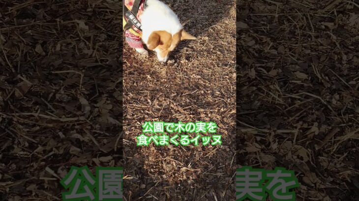 公園ではこれに夢中でした‼️#コーギー #コーギー犬 #かわいい #dog #shorts