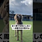 一点集中型なハム顔の大型犬🐶 #大型犬 #犬のいる暮らし #ワイマラナー#ワイマラナーロングヘアード #dog#wiemaraner #shorts #ルルちゃんのルンルンちゃんねる