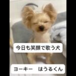 【ヨーキー】歌う犬　part2 #愛犬 #ヨーキー #小型犬 #癒し #おもしろ #shorts #ヨークシャテリア #いぬ #おすすめ