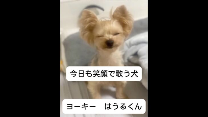 【ヨーキー】歌う犬　part2 #愛犬 #ヨーキー #小型犬 #癒し #おもしろ #shorts #ヨークシャテリア #いぬ #おすすめ