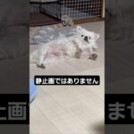 こっち見すぎ #ペキニーズ #鼻ぺちゃ #短足 #犬 #かわいい犬 #pekingese