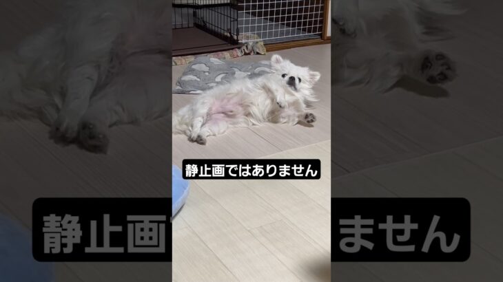 こっち見すぎ #ペキニーズ #鼻ぺちゃ #短足 #犬 #かわいい犬 #pekingese