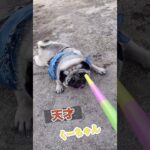 凄く楽しいパグくーちゃん#pug#おもしろ #犬のいる生活