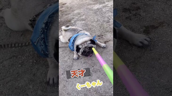 凄く楽しいパグくーちゃん#pug#おもしろ #犬のいる生活