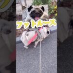 匍匐前進変形ダンス#pug#おもしろ #犬のいる生活