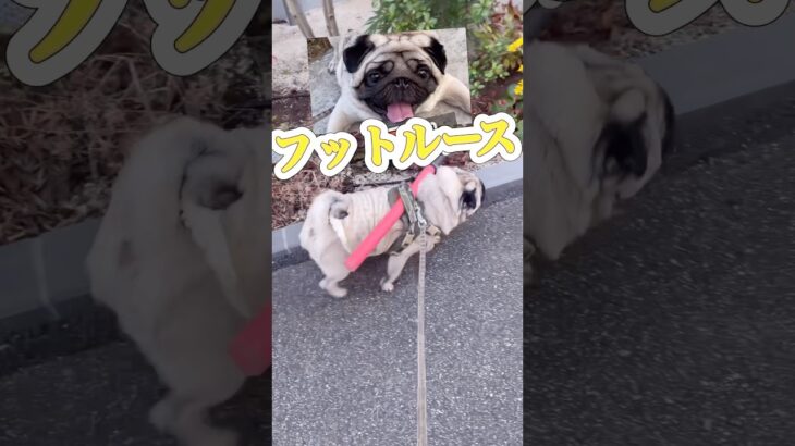 匍匐前進変形ダンス#pug#おもしろ #犬のいる生活