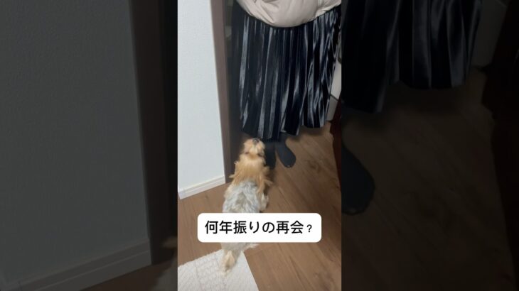 【ヨーキー】お出迎えシリーズ🐶　#小型犬 #癒し #ヨーキー #ヨークシャー #ヨークシャテリア #可愛い #大型犬 #puppy #チワワ #shorts #shortvideo #short