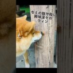 【夏の日の思い出ハプニング🐶】#柴犬 #柴犬のいる暮らし #shiba #dog #犬 #ペット #家族 #お散歩