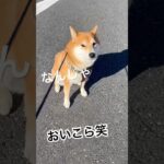 どうしても帰りたくない柴犬　#柴犬 #しばいぬ #犬のいる暮らし #ムッチョ柴犬 #マックス #shiba #癒し #かわいい #おもしろ #愛犬 #帰り道 #散歩 #犬 #dog #可愛い #さんぽ