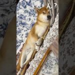 人間のような柴犬　#柴犬 #しばいぬ #犬のいる暮らし #ムッチョ柴犬 #マックス #shiba #shorts #dog #癒し #かわいい #おもしろ #愛犬 #可愛い #眠い #犬 #いぬ