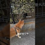 野良猫と出会った柴犬　#柴犬 #しばいぬ #犬のいる暮らし #ムッチョ柴犬 #マックス #shiba #shorts #dog #癒し #おもしろ #かわいい #猫 #野良猫 #犬と猫 #びびり #犬