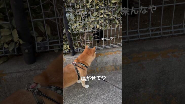 野良猫と出会った柴犬　#柴犬 #しばいぬ #犬のいる暮らし #ムッチョ柴犬 #マックス #shiba #shorts #dog #癒し #おもしろ #かわいい #猫 #野良猫 #犬と猫 #びびり #犬