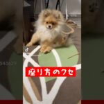 あんよ可愛い〜😆 #포메라니안 #short #pomeranian#かわいい犬 #癒される