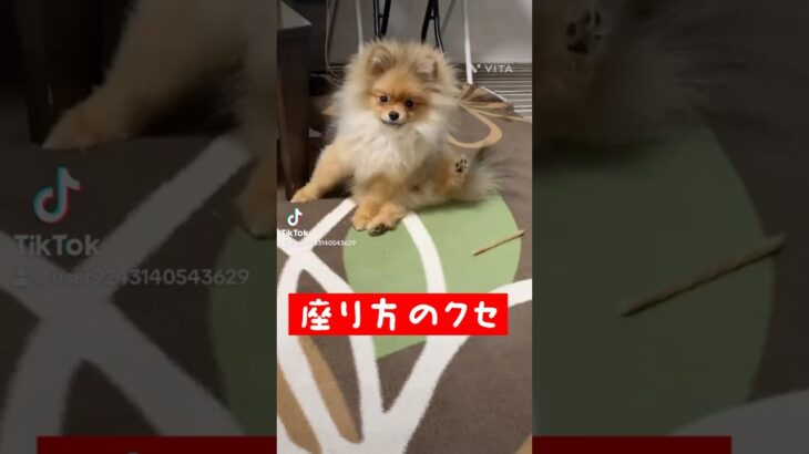 あんよ可愛い〜😆 #포메라니안 #short #pomeranian#かわいい犬 #癒される