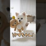 デリバリーサービスをするチワワ #shorts #犬 #かわいい