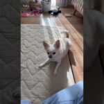 【チワワのうーたんパンチ】#shorts #チワワ　#小型犬　#かわいい　#犬　#動物