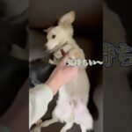 メンズエステ #shorts #犬 #癒し