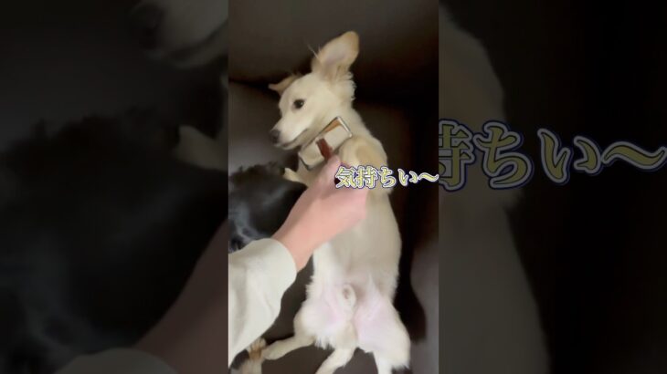 メンズエステ #shorts #犬 #癒し