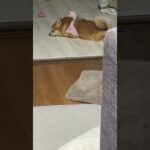 今にも寝そう#shorts#おもしろ犬動画#犬