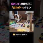 かわいいおねだり♡「おねがい」ボタン【会話ボタンでしゃべる犬】 #shorts #dog