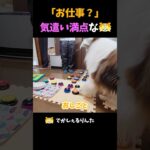 「お仕事？」気遣い満点なシェルティ【会話ボタンでしゃべる犬】 #shorts #dog