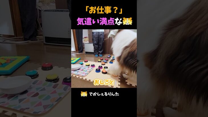 「お仕事？」気遣い満点なシェルティ【会話ボタンでしゃべる犬】 #shorts #dog